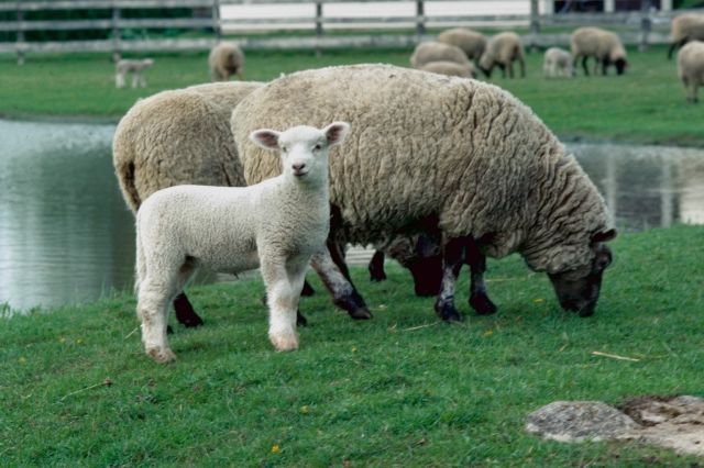 lamb with ewe & flock