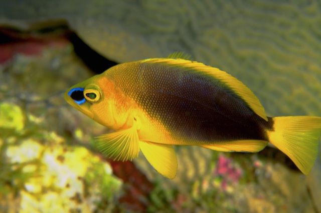 yellow tropical fish