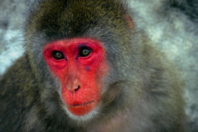 monkey with red face