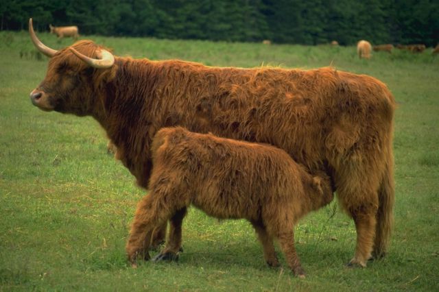 long-haired cow and nursing calf