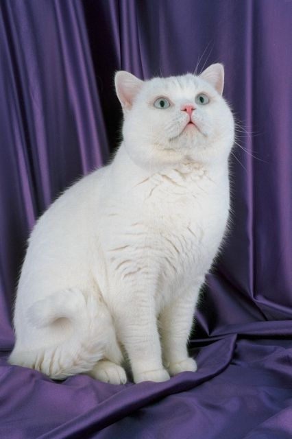 white cat at attention