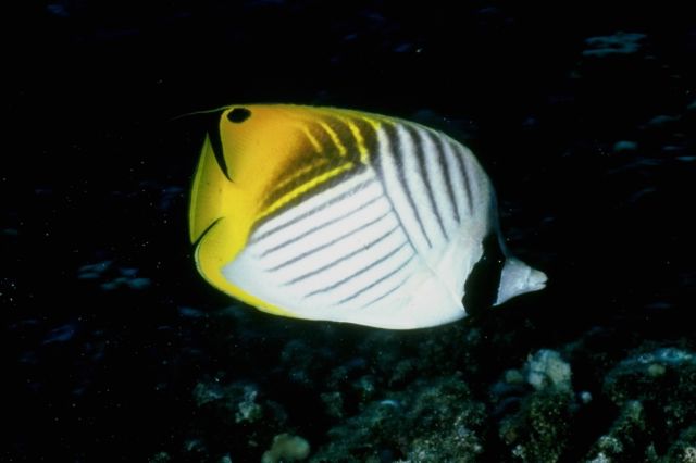 yellow tropical fish