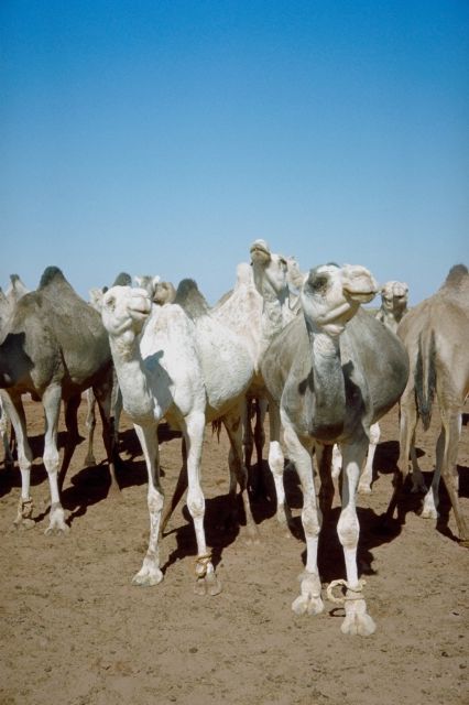 herd of camels