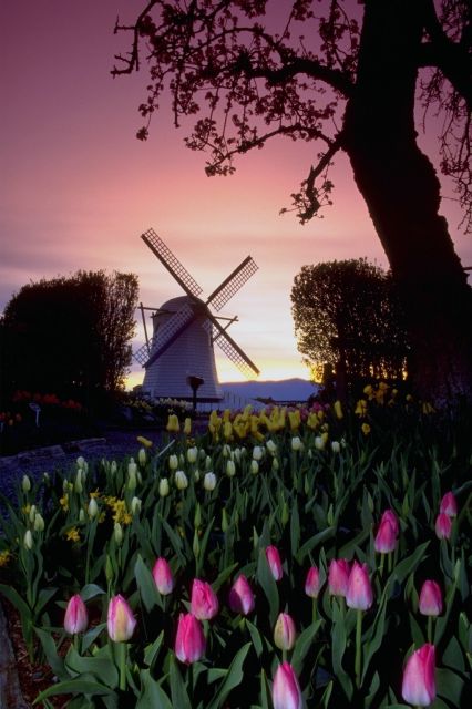 Dutch windmill at sunset