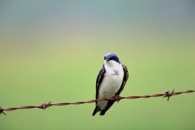 bluebird on a strand of barbed wire
