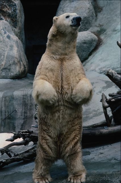 polar bear standing up
