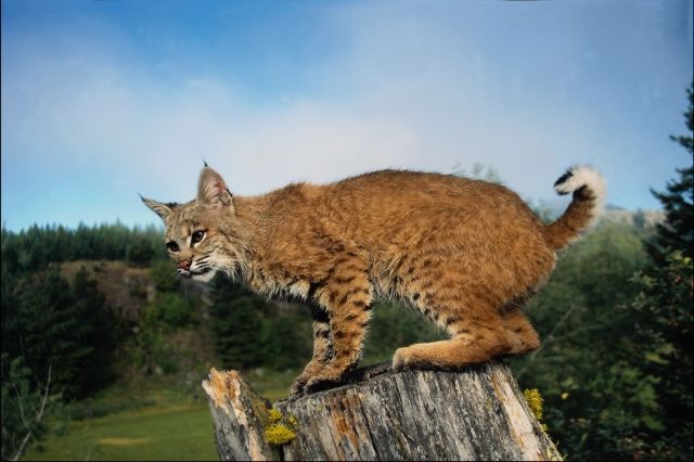 bobcat on a tree stump
