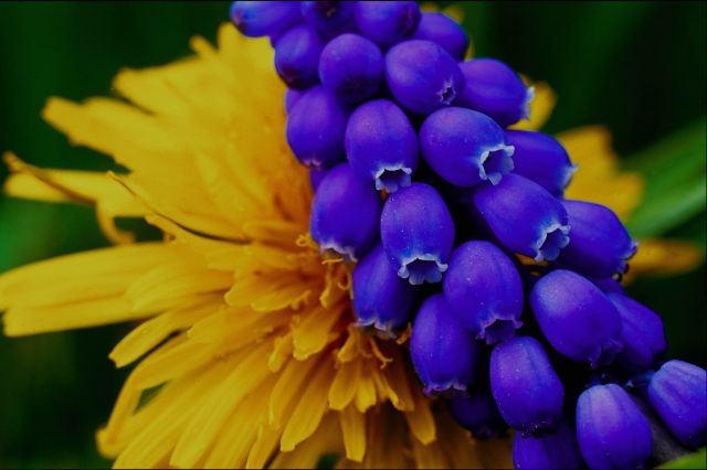 yellow flower with blue berries