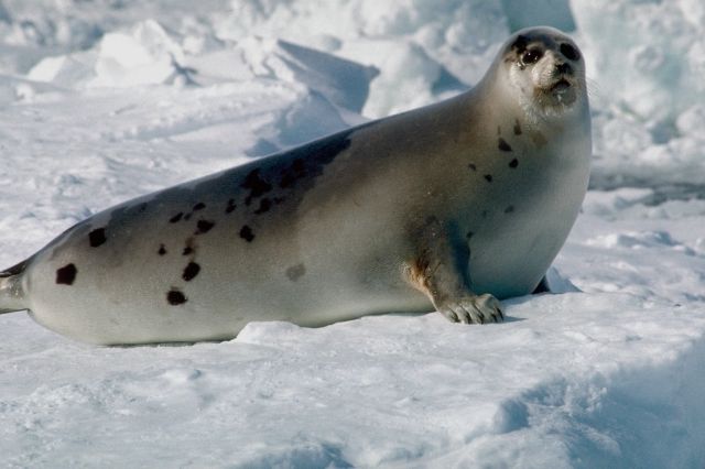 seal on an ice floe