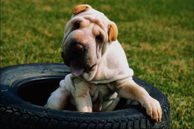dog sitting in a tire