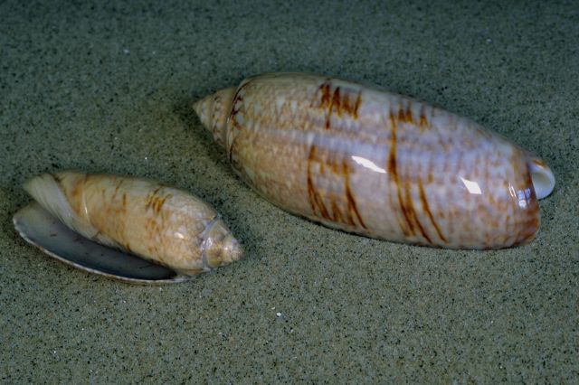 sea shells lying on the beach