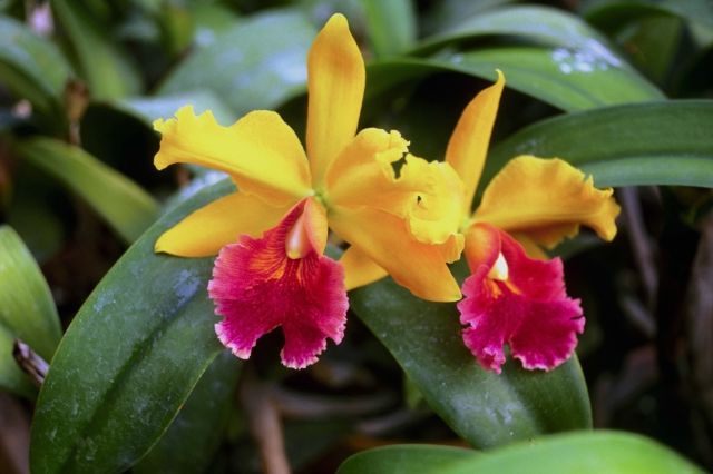 yellow & red orchids
