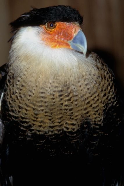 black & white bird with a blue beak