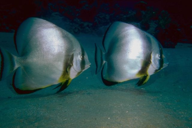 2 silver tropical fish