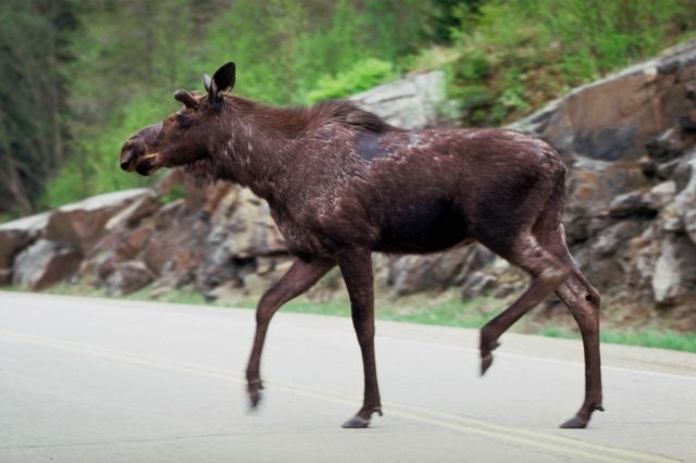 moose crossing a road