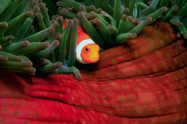 orange tropical fish with a white band