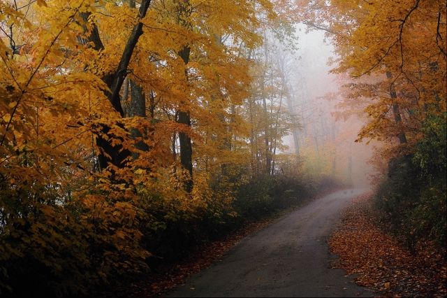 rural road in autumn