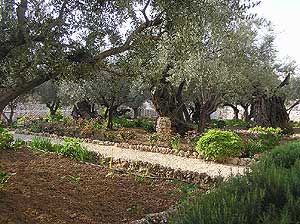 Garden of Olives